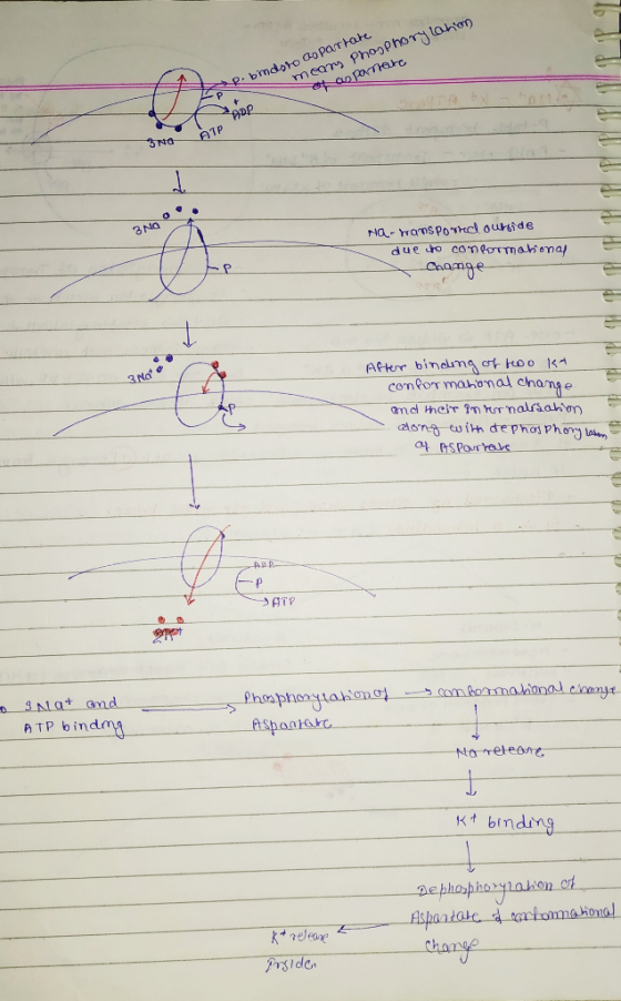 mear PhosPhory tahon an Parnehe R bmdoto GoPaTtate OcoyTA ATP 3NO 3 No Na-ranspoThcl ouride due tho comeomahoma namge 3 No At