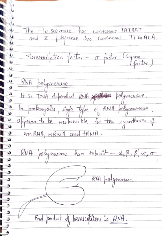 Consenous TATAAT S1 Cco RNA NA no