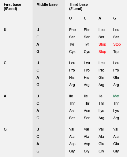 Third base (3-end) Middle base First base (5-end) Phe Phe Leu Leu Ser Ser S Ser Tyr Tyr Stop Stop Cys Cys Stop rp 0 Leu Leu
