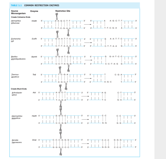 TABLE 3.1 COMMON RESTRICTION ENZYMES Source Restriction Site Enzyme Create Cohesive Ends A A·G·C·T-T HindⅢ 5 3 A-A-G-C T-T T