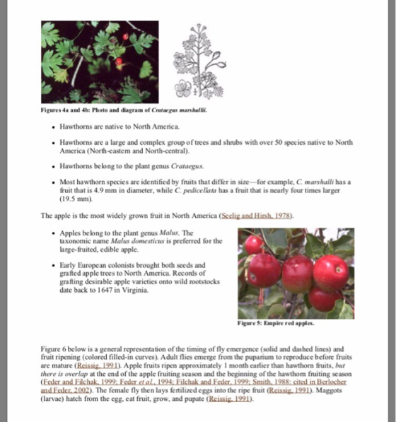 Figures 4a and 4b: Photo and diagram of Cratac gus marshalli. .Hawthorns are native to North America. Hawthorns are a large a