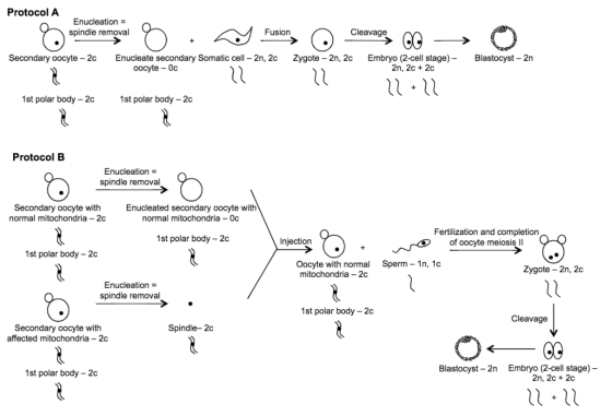 Protocol A Enucleation = spindle removal Fusion Cleavage Secondary oocyte 2c Enucleate secondary Somatic cell 2n, 2c Zygote 2