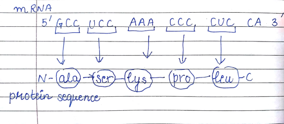 m. RNA AAA CCC CUC CA 3 tlew 1-(al)Ser photin sequence (pro