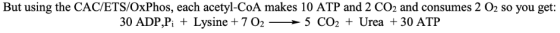 But using the CAC/ETS/OxPhos, each acetyl-CoA makes 10 ATP and 2 CO2 and consumes 2 O2 so you get: >5 CO2 + Urea + 30 ATP 30