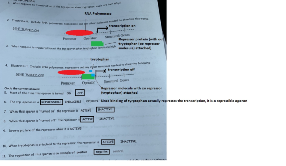 1. What happens to transcription at the trp operon when tryptophan levels are low? Why? RNA Polymerase to show how this works