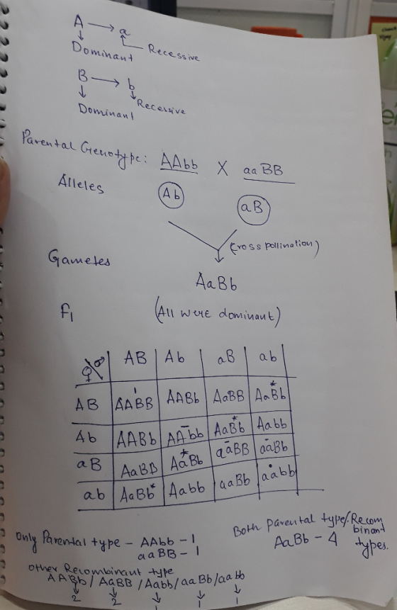 Domina+ Recessive 8 Recensive Dominan Álleles A b Evo s s Pollina ion awele Aa B b a B aabb h Pareu tal pes Doly Pavental typ