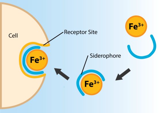 Fe3+ Receptor Site Cell Siderophore Fe3+ Fe3+