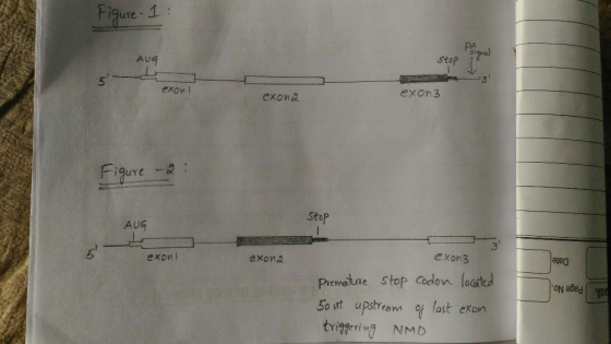 Fiqure 1 PA Sigval stop AUG 3 exowl exon3 exon& Fiure Stop AUG exon3 exonl exona Date Premature Stop Cedon loated 5o ut upstr