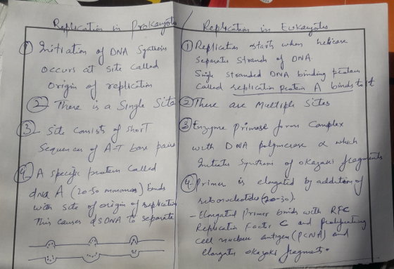 Rasplecat fralayies Repheten Eukayals nitiatin DNA Syae Repliat staiwh ONA hebicase Sepaut Steand OCCurs atSit Callad binding