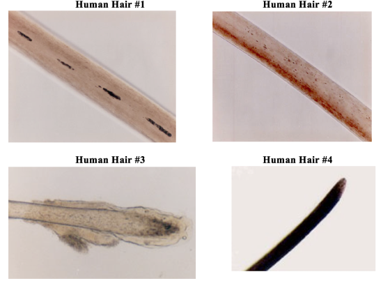 Human Hair #1 Human Hair #2 Human Hair #3 Human Hair #4