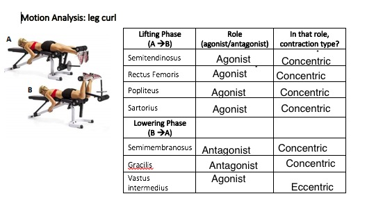Motion Analysis: leg curl Lifting Phase (AB) Role In that role, contraction type? A (agonist/antagonist) Semitendinosus Agoni