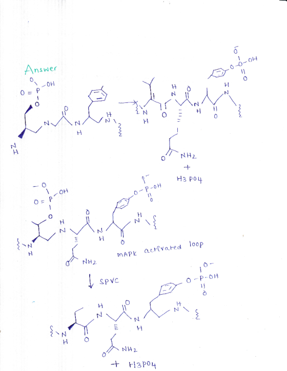 Answer 1-1 но НЗРо О-Р-он 0 NH2 mAPK acRvared loop SPVC IN E H но 3PoL
