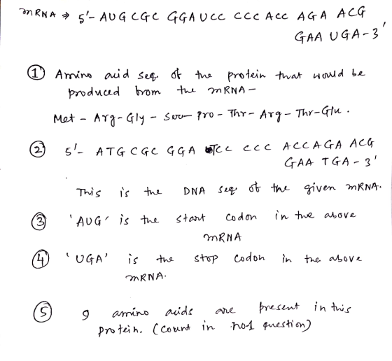 . NRNA » 5-AUGCGC GGA UCC CCC ACC AGA ACG GAA UGA-3 © Amino acid seq. of the protein that would be produced from the mRNA Me