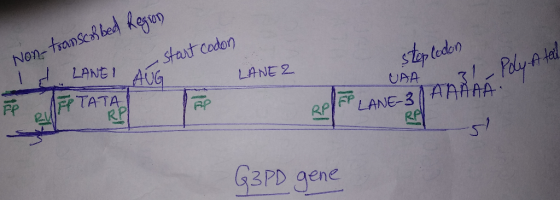 Non-transcolbed Region start codon stepledon , Poly Ata LANE 2 UAA al Polyft ANI - Poly Atal ANE-3 G3PD gene