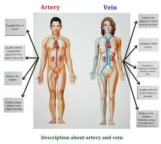Artery Vein Contain the majority of blood at any one time Pulsatile flow of blood Collapsed when empty Usually carries oxygen