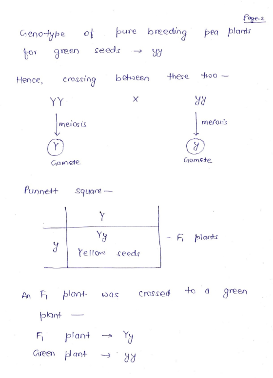 Page 2 pea plants Genotype for green of pure breeding seeds → sy Hence, crossing these two - between x YY yy meiosis meiosis