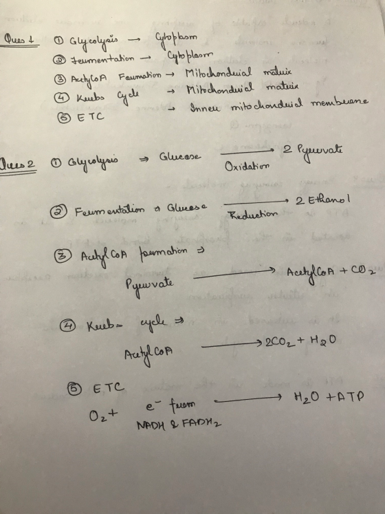 Quest . Glycolysis - Cytoplasm @ Teementation - Cytoplasm ③ Acetylo A Formation Mitochondrial maluix kuebs Cycle Mitochondria