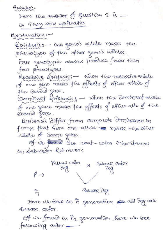 Here the answer of question 2 is - ix They are epistatic Explanation:~ Epifatasista – one genes alrere masks the phenotype o