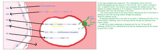 -CO2(in dissolved form) cozK Slow CO2 + H2O <-----H2CO3 <-----HCO3- + H coz of HCO3- reverse In the lungs hemoglobin get oxyg