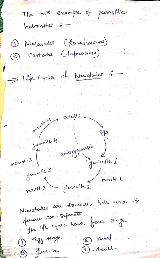 The two example of parasitic helminthes a ③ Nematodes Cround moms) © Cestodes (tapecooms) > Life Cycles of Nemetodes f- 4 adu