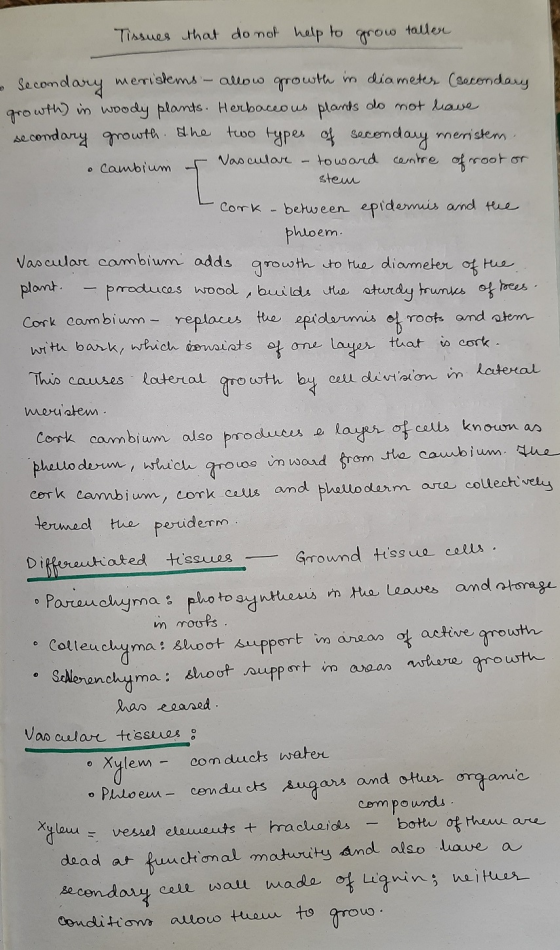 Tissues that do not help to grow taller • Secondary meristems - allow growth in diameter Caecondary growth) in woody plants.