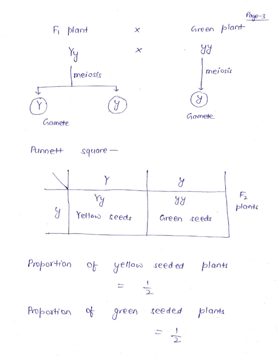 Page 3 fi plant Green plant . yy meiosis meiosis Gamete Gamete Punnett square - ry Yellow gy plants y seeds Green seeds Propo