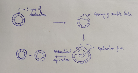 -Origin of replication -Openning of double helix 0.0 este Biduectional replication