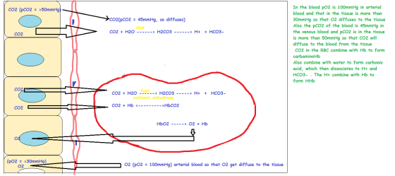 CO2 (PCO2 = >50mmHg) CO2(PCO2 = 45mmHg, so diffuses) slow CO2 + H2O ------> H2CO3 ------> H+ + HCO3- CC In the blood pO2 is 1