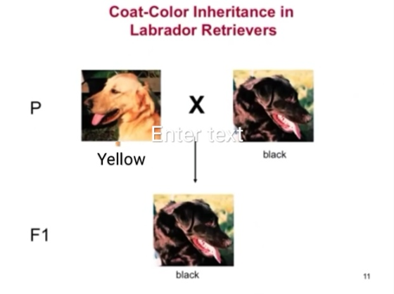 Coat-Color Inheritance in Labrador Retrievers Enter text Yellow black F1 black