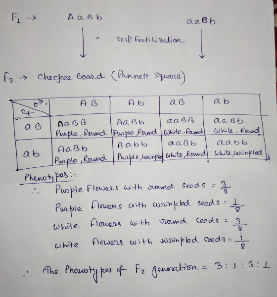 F Aa Bb aaBb self fertilization F2 → Checker Board (Punnet Square) AB Ab a B ab ot a B AABB Aa Bb aaBB a a Bb. Purple, Round