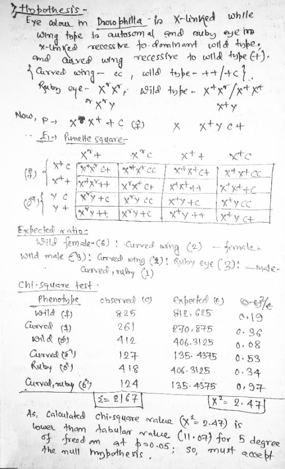 тху Now, P- jat e ty ct Try to lxtyct Hypothesis - Eye oodau im Droso phelta - in X-linked while wing fyße la autosomal amd