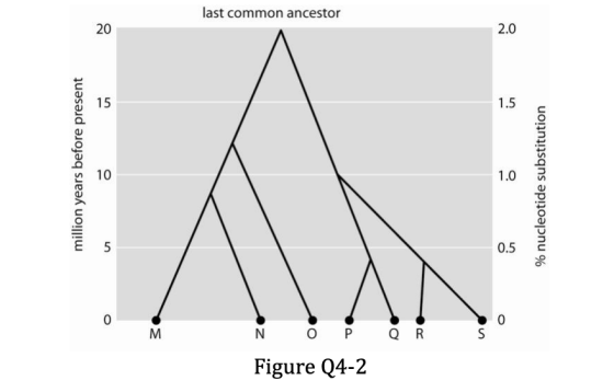 last common ancestor million years before present % nucleotide substitution 0 м N O P R S Figure Q4-2