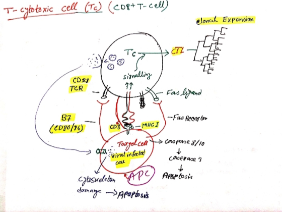 T- cytotoxic cell (Tc) (co8+T-cell elonal Expansion TOT Trish CD28 I signalling TER TER - X X- Fas ligand -Fas Recertos B7 (C