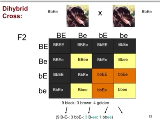 Dihybrid Cross: Dihybrid BE BbEe BbEe F2 BE Be be be BBEE ВВЕe BbEE BbEe Be BBE BBee BB BbEe Bbee BbEE BbEe bbEE bbEe ВЬЕe Bb