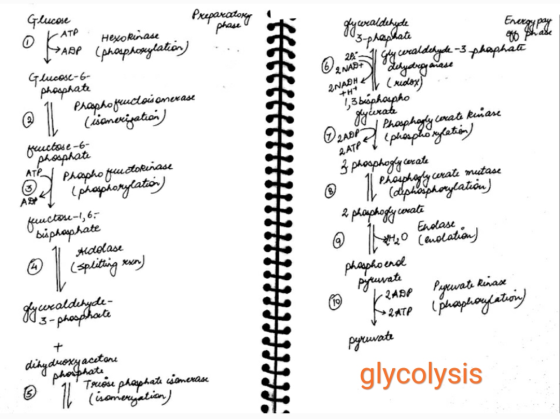 Preparatory Prepovedenog Energy pay phase Glucose f ATP [ABP o the there are Hexo Rinase (phosphorylation Avale NAS ZNADH & P