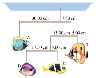 30.00 cm 7.50 cm 15.00 cm 5.00 cm 17.50 cm 5.00 cm