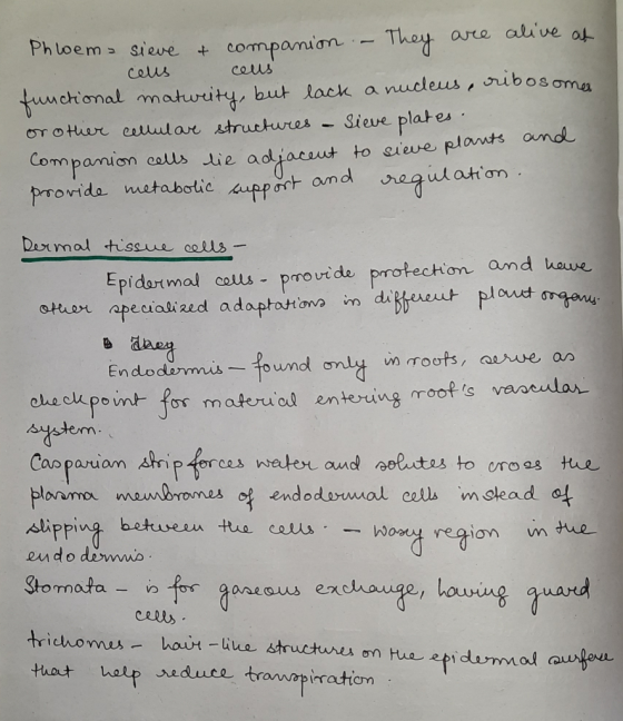 Phloema sieve & companion - They are alive at - cells cells functional maturity, but lack a nucleus, ribosoma or other cellul