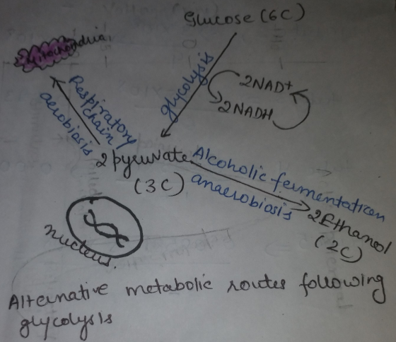 Glucose (60) t glycolysis QNADT pyourate Alcoholic fermentatricen (30) DONADH aerobiosis Respiratory 2 anaerobiosis aethanol