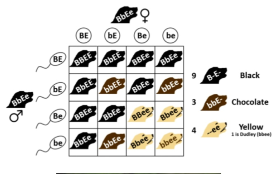 | 9 BE Black 3 DE Chocolate BBEe BbEe BBee Bbee Yellow 1 is Dudley (bbee) BbEe bee Bbee bbee