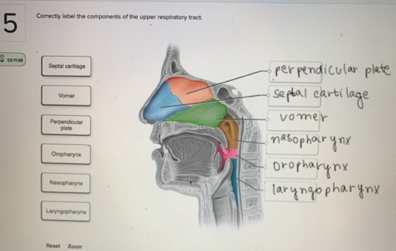 Correctly label the components of the upper respiratory tract. Septal cartilage Vomer Perpendicular plate perpendicular plate