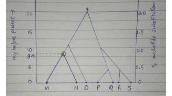 my before present % nucleotide substitution M N O p q r se
