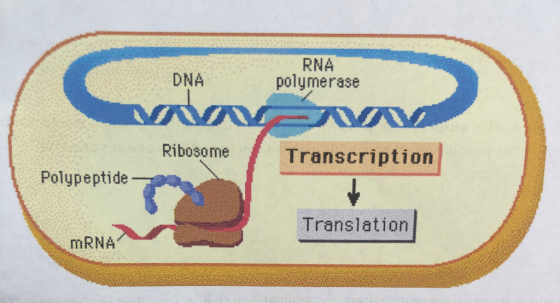RNA polymerase DNA Ribosome Transcription Polypeptide- Translation MRNA