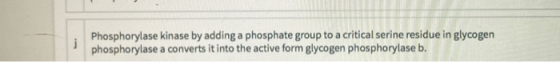 Phosphorylase kinase by adding a phosphate group to a critical serine residue in glycogen phosphorylase a converts it into th