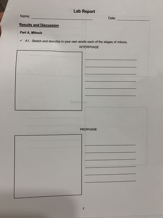 Lab Report Name: Date: Results and Discussion Part A, Mitosis A1. Sketch and describe in your own words each of the stages of
