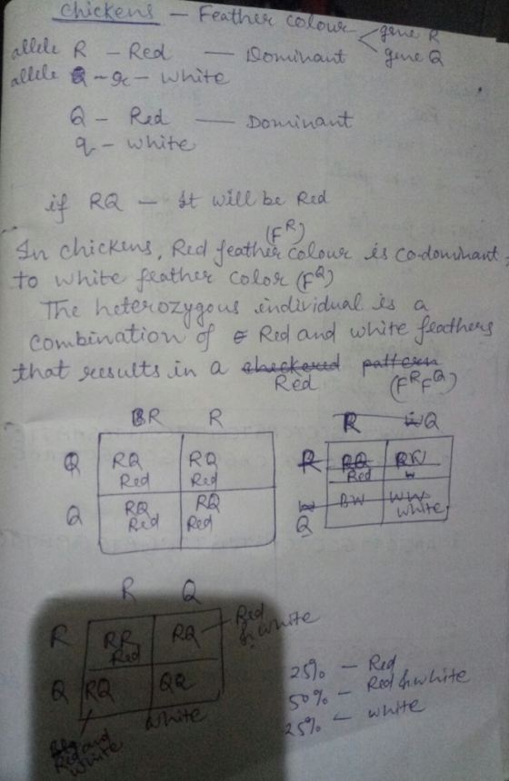 lhli R-Red alltli 숨 ~9c-white Donunanit -white if Rast will be Red to white feather colo (Fa) is a that esuits in a alckesetd