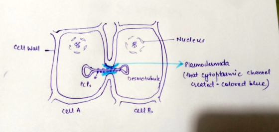 Nudeus cell Wall Desmotubule > Plasmodesmata (that cytoplasmic channel qeated - colored blue) cell A cell B
