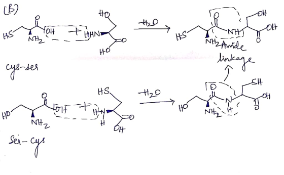 HQ OH 사얘 HO YYOH + HANO NHL -- MHz Amide H6 a linkage cys-ser HS H2O Vorf + HOY 7 - Nitz ---- I OH sei-cys