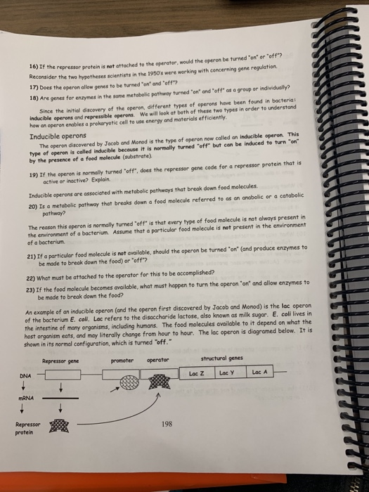 If the repressor protein is not attached to the operator, would the operon be turned on or off Reconsider the two hypothese