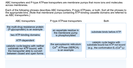 ABC transporters and P-type ATPase transporters ar