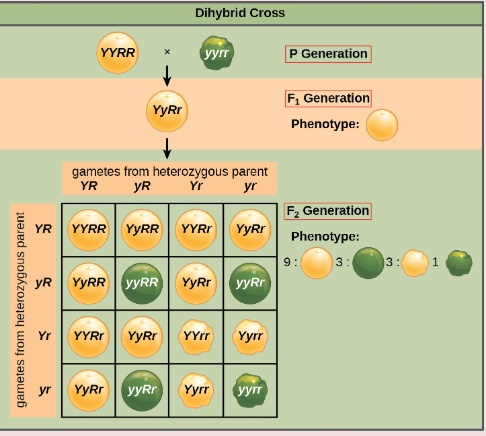 Dihybrid Cross YYRR * P Generation YURT Fi Generation Phenotype: gametes from heterozygous parent YR YR Yr YYRRYYRR YYRT YYRI